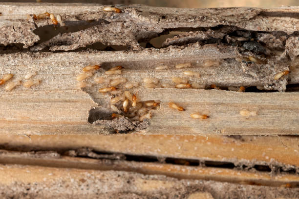 Best Best Pest Control Companies  in Wewahitchka, FL